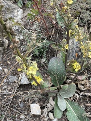 Verbascum lychnitis