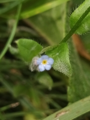 Myosotis arvensis