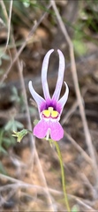 Nemesia cheiranthus