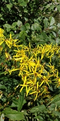 Senecio ovatus