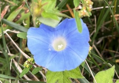 Ipomoea hederacea