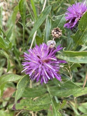 Centaurea jacea