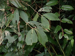 Callicarpa formosana formosana