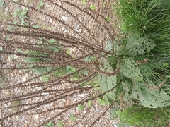 Verbascum