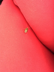 Liocoris tripustulatus