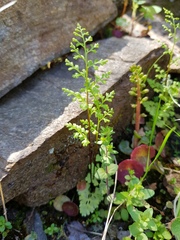 Anogramma leptophylla