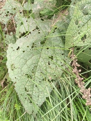 Verbascum