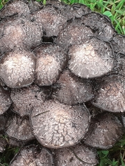 Coprinopsis variegata