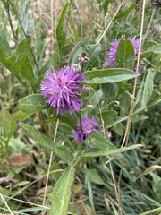 Centaurea jacea