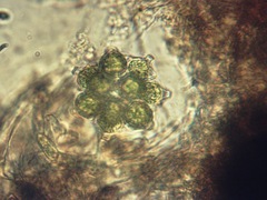 Coelastrum pulchrum