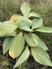 Gentiana lutea