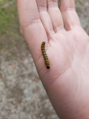 Macremphytus testaceus