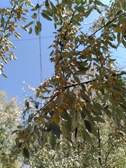 Elaeagnus angustifolia