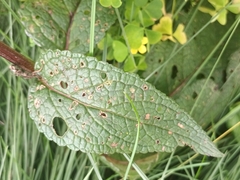 Verbascum