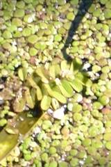 Salvinia natans
