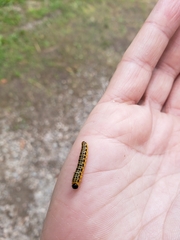 Macremphytus testaceus