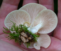 Pleurotus