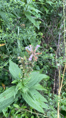 Teucrium canadense