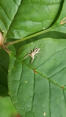 Hentzia mitrata
