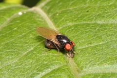 Lauxaniidae