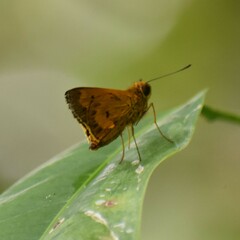 Oriens goloides