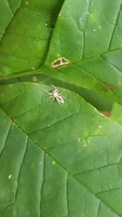 Hentzia mitrata
