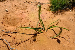 Trachyandra arenicola