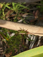 Odontoxiphidium apterum