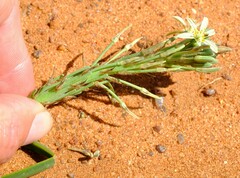Trachyandra arenicola