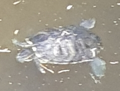 Trachemys scripta troostii