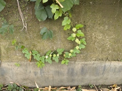 Passiflora vesicaria