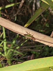 Odontoxiphidium apterum