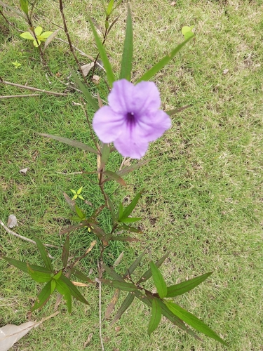 Ruellia simplex image