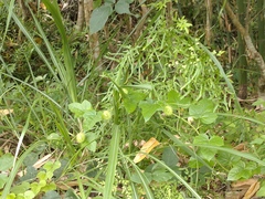 Passiflora vesicaria