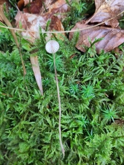 Mycena sanguinolenta