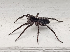 Acantholycosa lignaria