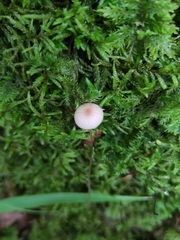 Mycena sanguinolenta