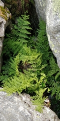 Cystopteris fragilis