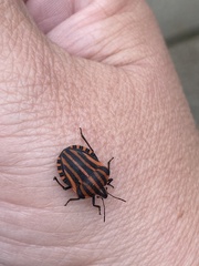 Graphosoma italicum