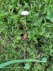 Mycena sanguinolenta