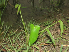 Pontederia vaginalis