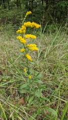Solidago nemoralis