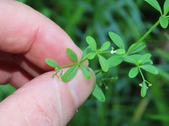 Galium tinctorium