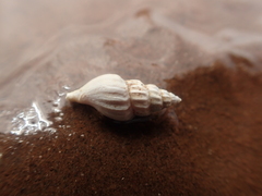 Propebela
