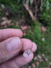 Mycena sanguinolenta