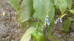 Rhynchoglossum obliquum