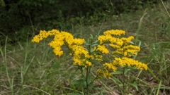 Solidago nemoralis