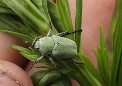 Hoplia parvula