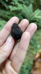 Daldinia concentrica