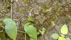 Rhynchoglossum obliquum